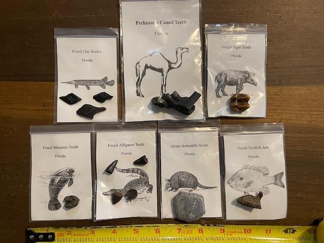 (7) Different Prehistoric Fossilized Artifacts: 7 Different Prehistoric Fossilized Artifacts. There are Alligator Teeth Fossils, a Tapir Tooth Fossil, a Manatee Tooth Fossil, Camel Tooth Fossil, a Giant Armadillo Scute, Fossil Gar Scales and a Foss