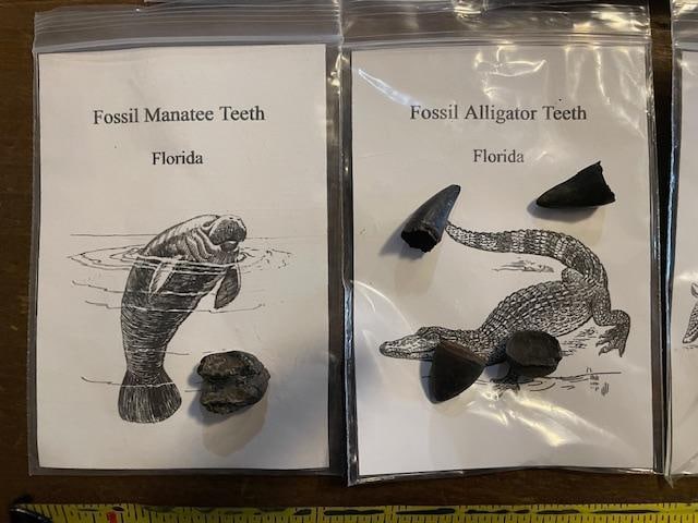 (7) Different Prehistoric Fossilized Artifacts - 3