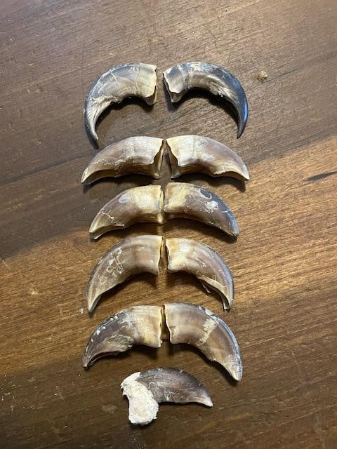 (11) Big GRIZZLY BEAR Claws: 11 GRIZZLY BEAR Claws. There are 9 Big Rear Claws and 2 Nice and Long Front Claws. The Rear Claws measure 1.5"-2" Long each. The Front Claws measure 2.25" Long each. These are great for crafts or
