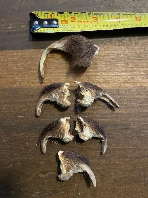 (6) Big GRIZZLY BEAR Front Claws: 6 Big GRIZZLY BEAR Front Claws. They measure 2"-2.5 Long (on the curve). On is damaged but measures 4" Long. These are great for crafts or jewelry making! TAXIDERMY 