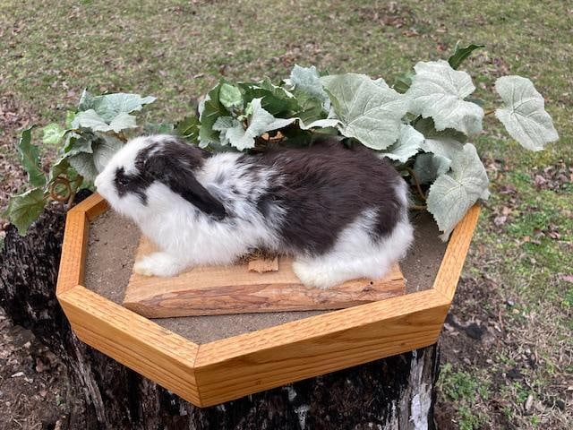 Life-sized Black and White EASTER BUNNY in a Decorative Habitat Base: Precious Life-sized Black and White EASTER BUNNY in a Decorative Habitat Base. The Bunny measures 10" Long x 7" Wide. The Habitat Base is Removable and measures 18" Long x 13.5" Wide. Look at that