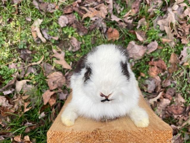 Life-sized Black and White EASTER BUNNY in a Decorative Habitat Base - 2
