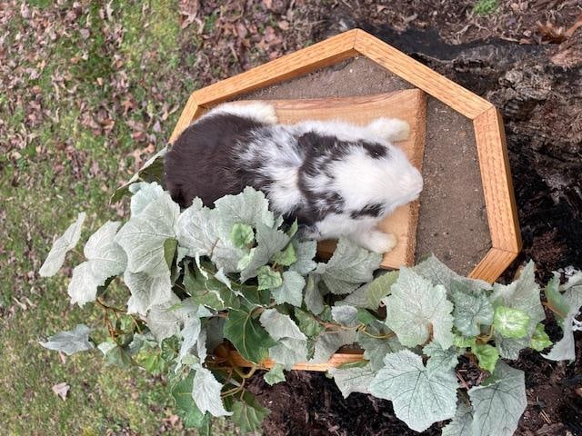 Life-sized Black and White EASTER BUNNY in a Decorative Habitat Base - 3