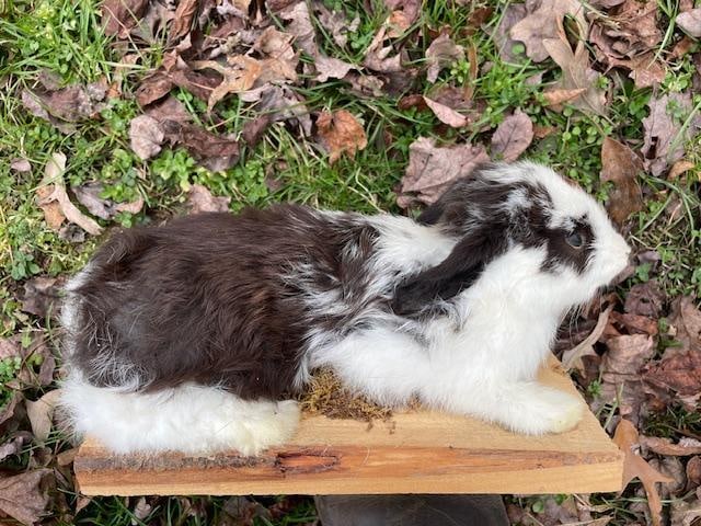 Life-sized Black and White EASTER BUNNY in a Decorative Habitat Base - 5