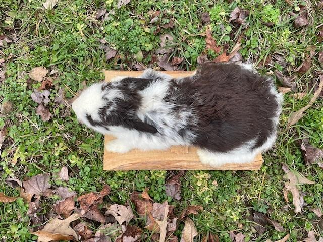 Life-sized Black and White EASTER BUNNY in a Decorative Habitat Base - 6