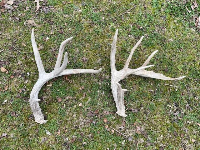 (2) Left Side WHITETAIL DEER Antler Sheds, Total Weight: 4.2 lbs: 2 Left Side WHITETAIL DEER Antler Sheds. They could possibly be from the same deer. One has 8-Points and the other has 6-Points with an odd extra inside point. The Total Weight for both is 4.2 lbs.