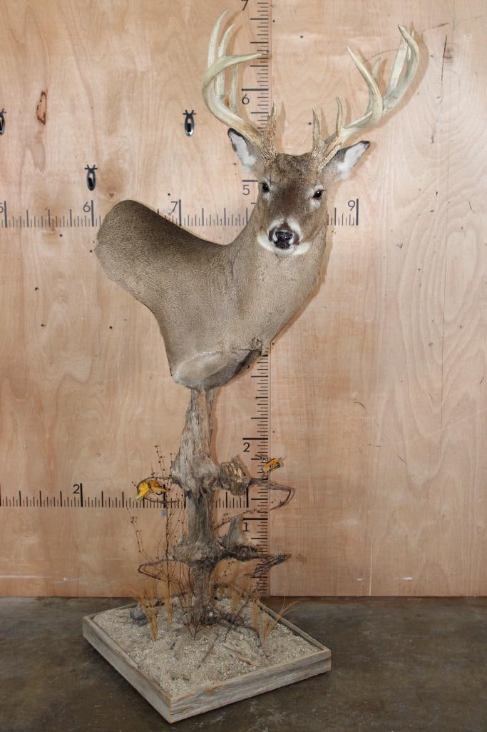Big 15-Point WHITETAIL DEER Pedestal Mount (1 of 10)