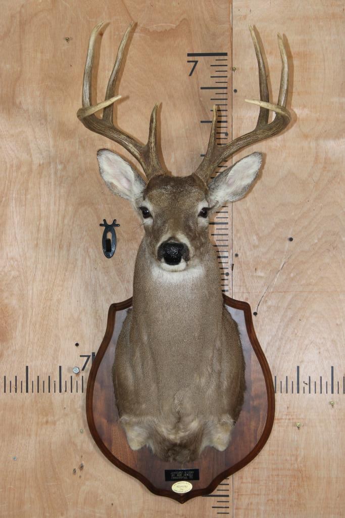 8-Point WHITETAIL DEER Shoulder Mount on a Wood Plaque: Nice Symmetrical 8-Point WHITETAIL DEER Shoulder Mount on a Wood Plaque. This is a Nice and Clean mount, it was Taken in Texas-2001. TAXIDERMY 
