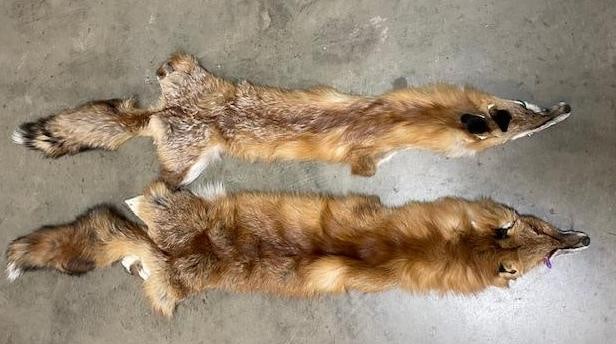 (2) *New* XL Soft and Tanned RED FOX Hides or Furs (1 of 4)