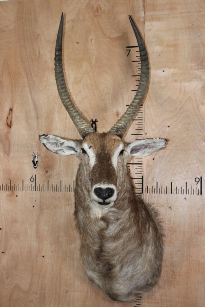 WATERBUCK Shoulder Mount: Nice and Clean WATERBUCK Shoulder Mount. It is in Good Condition. TAXIDERMY 