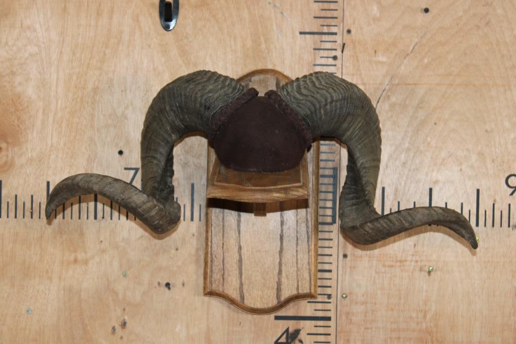CORSICAN RAM Horns Mounted on a Wood Plaque Wall Pedestal (1 of 5)