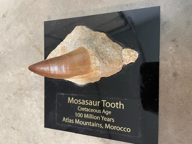 Large Prehistoric Fossilized MOSASAUR Tooth in a Rock Matrix: Large Prehistoric Fossilized MOSASAUR Tooth in a Rock Matrix. The Mosasaur Tooth measures 3.5" Long and the display is 5.5" Long x 5.5" Wide. This is an incredible specimen for educational tools and