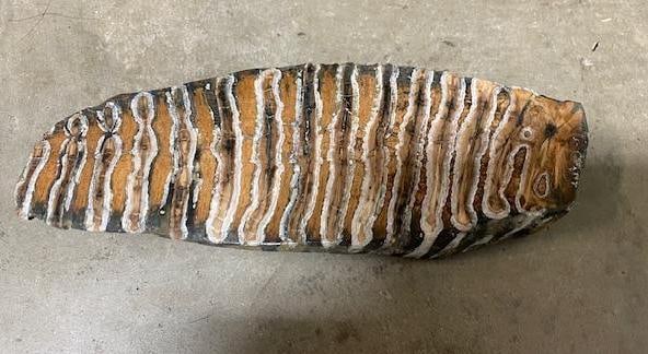 Prehistoric Sectional Cut of a WOOLY MAMMOTH Jaw Tooth: Beautiful Prehistoric Sectional Cut of a WOOLY MAMMOTH Jaw Tooth Molar. It measures 8" Long x 2.75" Wide. This fossilized artifact is an excellent educational tool and scientific specimen. PREHISTORIC