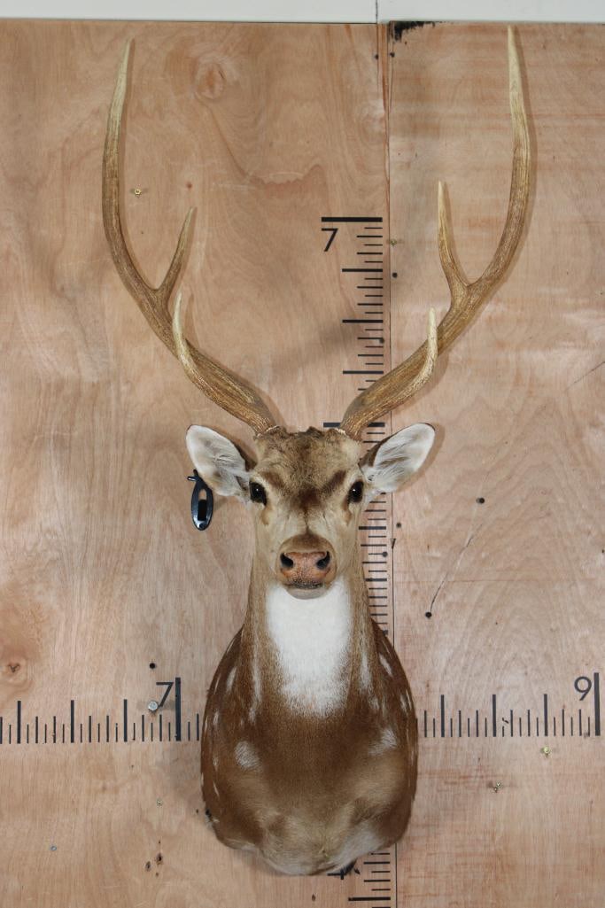 AXIS DEER Shoulder Mount: AXIS DEER Shoulder Mount. It has a few minor blemishes and rubs. TAXIDERMY 