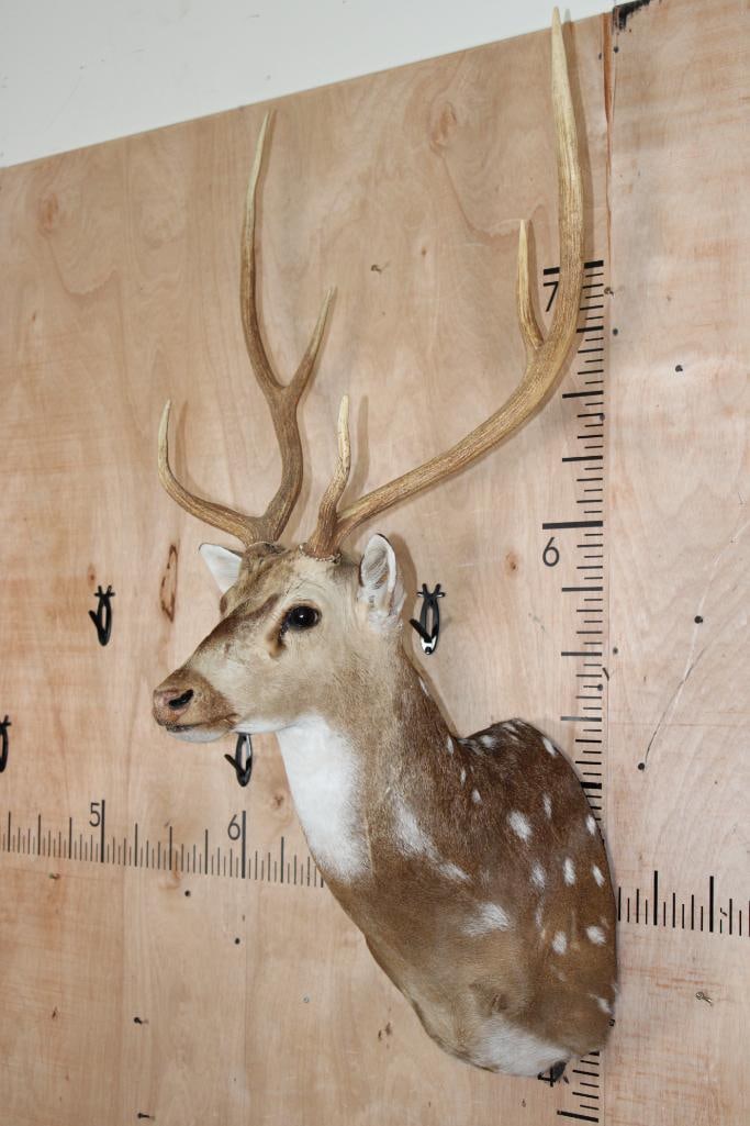 AXIS DEER Shoulder Mount - 2