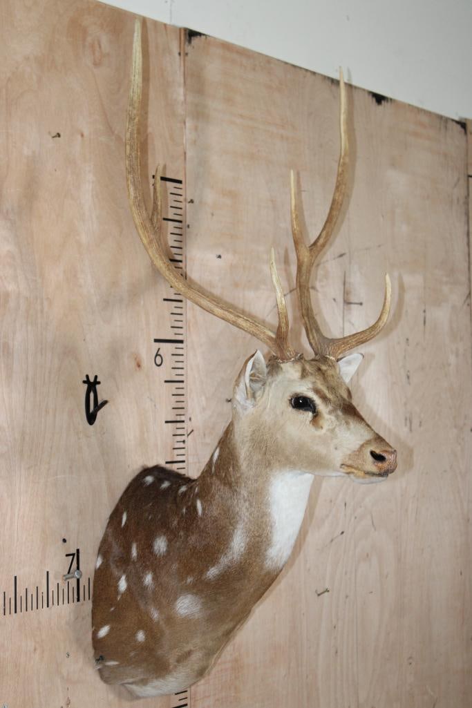 AXIS DEER Shoulder Mount - 3