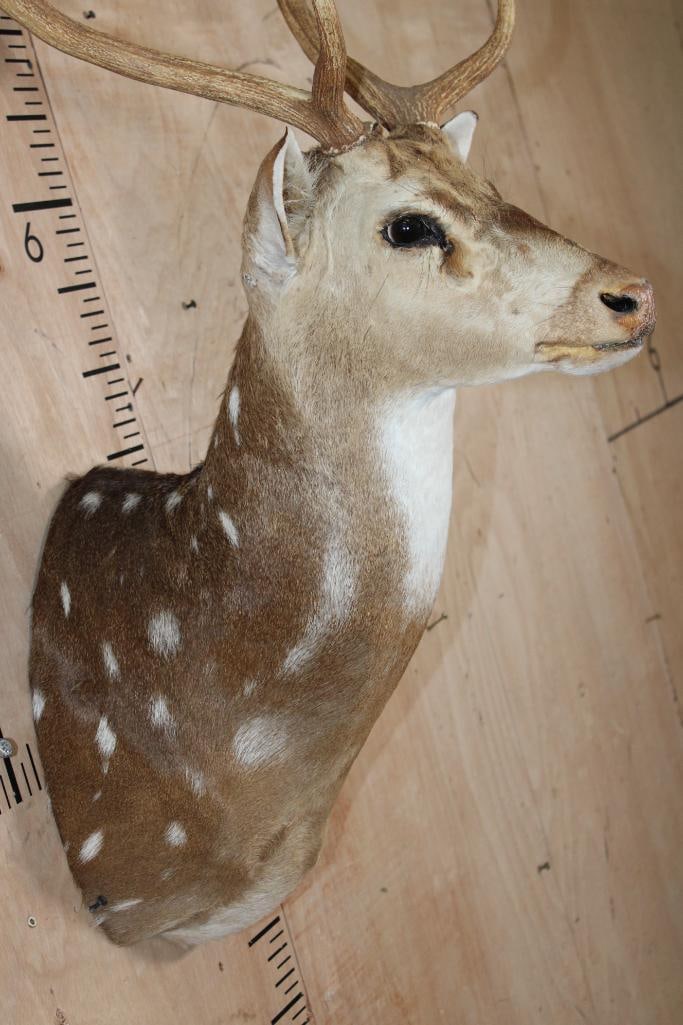 AXIS DEER Shoulder Mount - 4