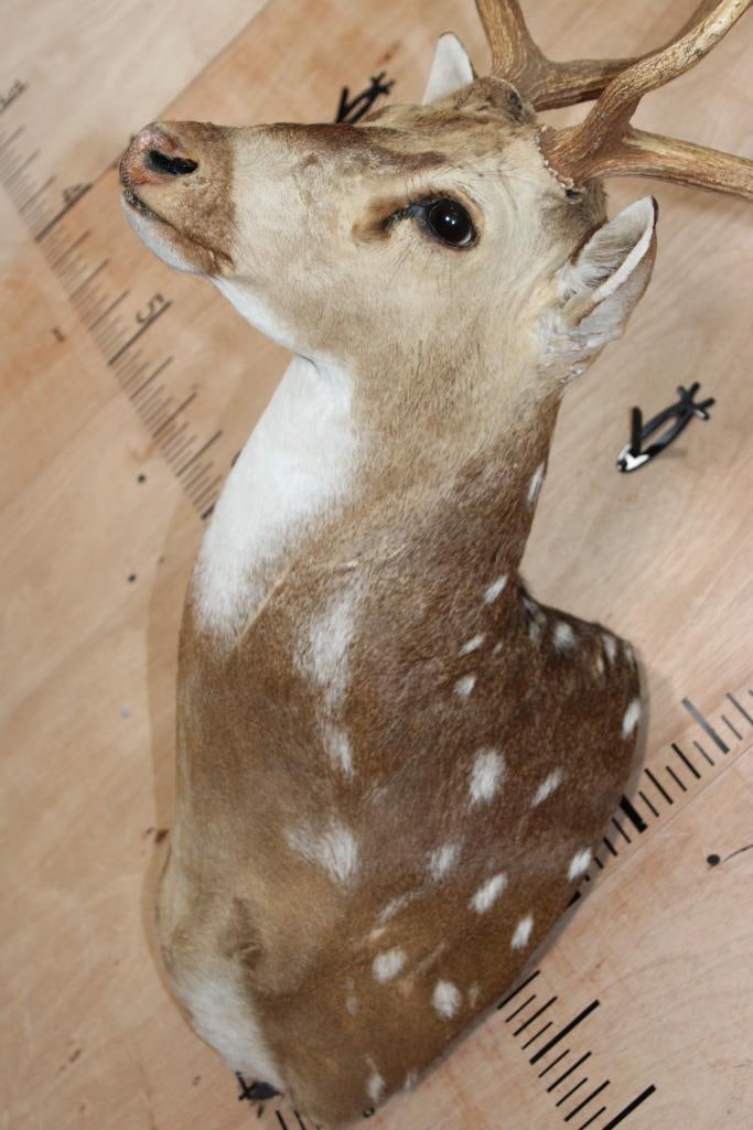 AXIS DEER Shoulder Mount - 6