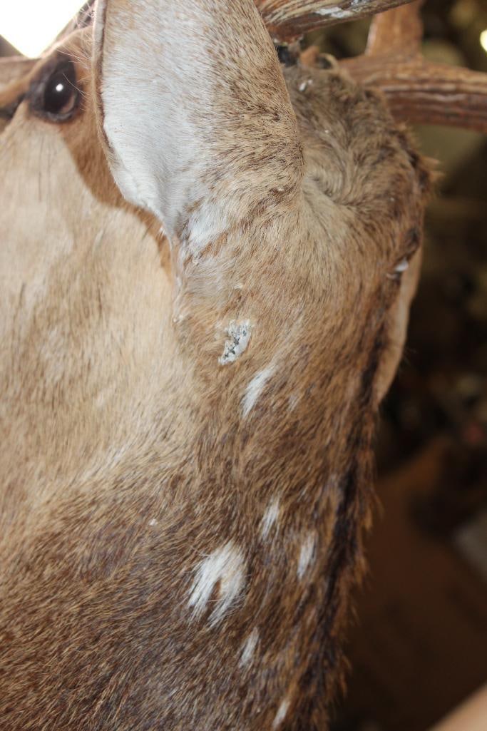 AXIS DEER Shoulder Mount - 8