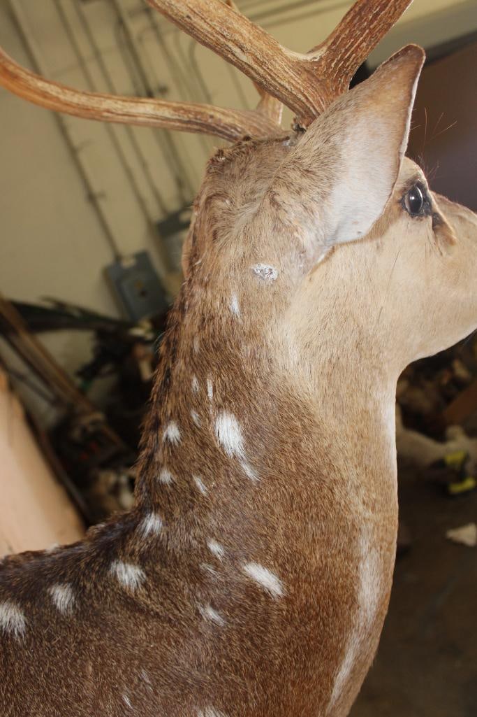 AXIS DEER Shoulder Mount - 9