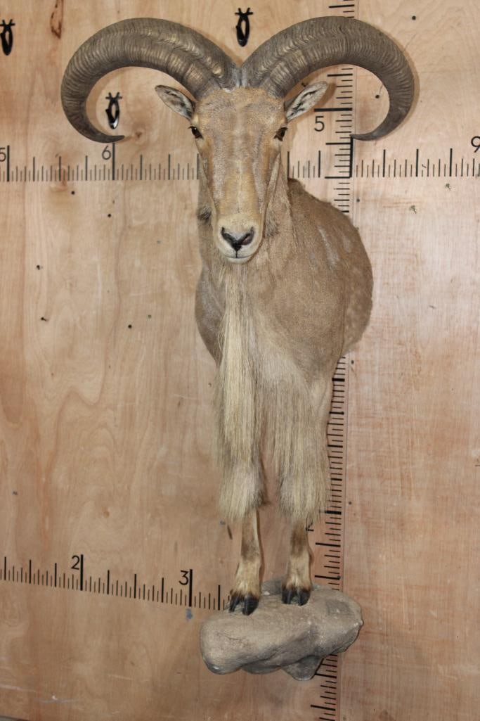 Big Half-body AOUDAD on a Rocky Wall Hanging Base: Nice and Big Half-body AOUDAD on a Rocky Wall Hanging Base. The Left Horn measures 27 1/8" Long and the Right Horn measures 28" Long. TAXIDERMY 