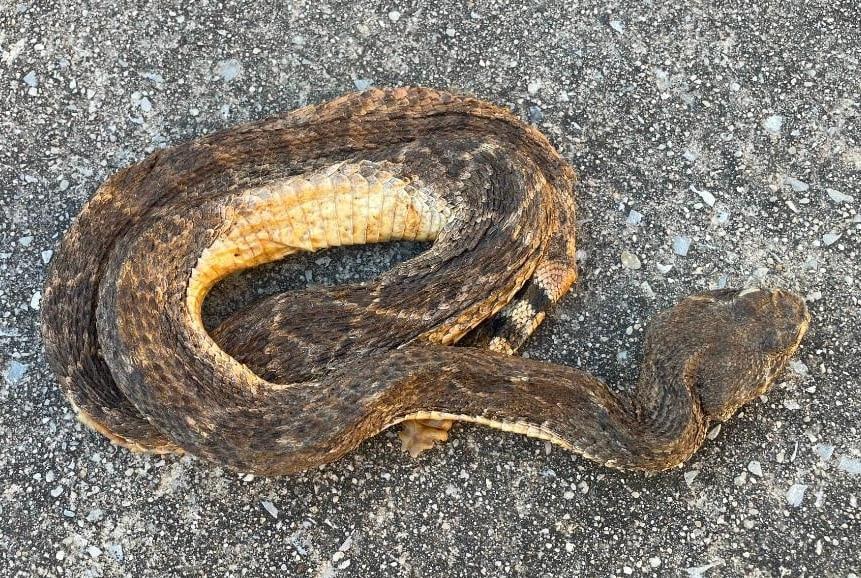 *Real Skin* Life-sized Crawling RATTLESNAKE with 5 Rattles (1 of 3)
