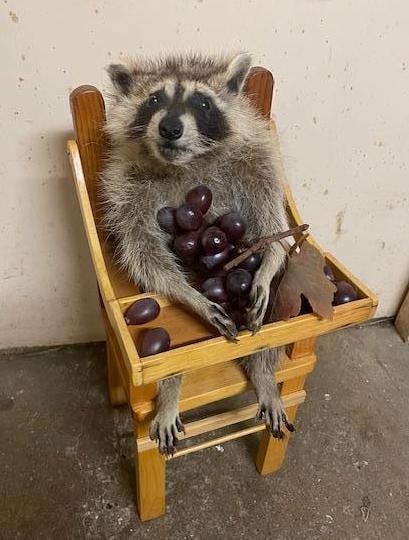 *New* Baby RACCOON in a High Chair Eating Grapes!: Adorable *New* Baby RACCOON. It looks so realistic in the High Chair with its bundle of grapes. The Total Mount measures 21" Tall x 9" Wide x 8.5" Deep. TAXIDERMY LOG CABIN DECOR 