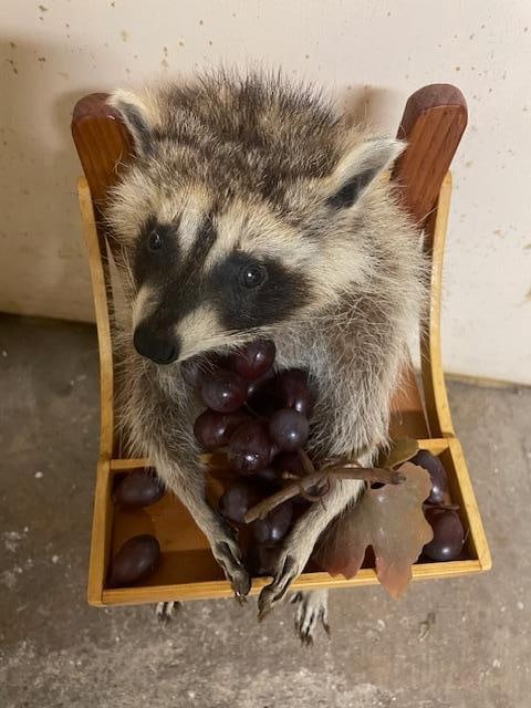 *New* Baby RACCOON in a High Chair Eating Grapes! - 2