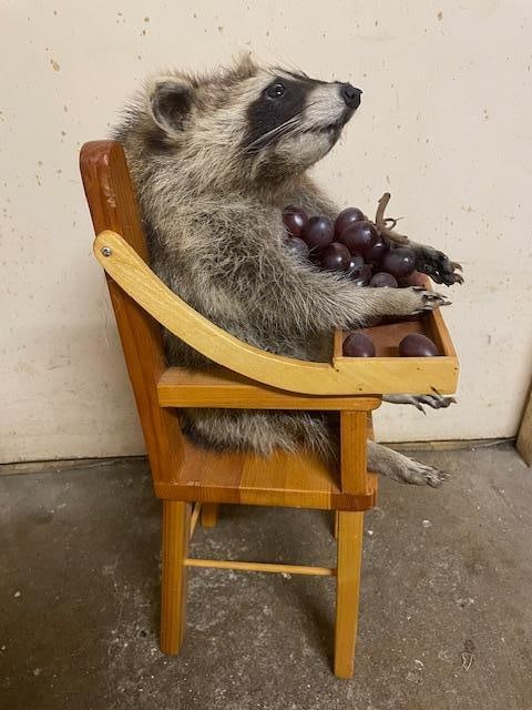 *New* Baby RACCOON in a High Chair Eating Grapes! - 3