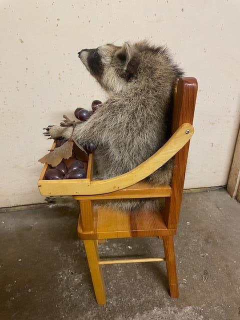 *New* Baby RACCOON in a High Chair Eating Grapes! - 4