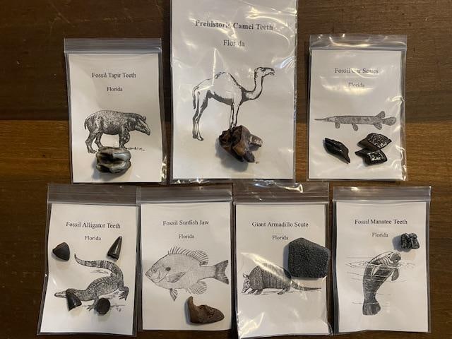 (7) Different Prehistoric Fossilized Artifacts: 7 Different Prehistoric Fossilized Artifacts. 1 Fossilized Tapir Tooth, 1 Prehistoric Camel Tooth, 3 Fossilized Gar Teeth, 4 Fossilized Alligator Teeth, 1 Fossil Sunfish Jaw, 1 Giant Armadillo Scute