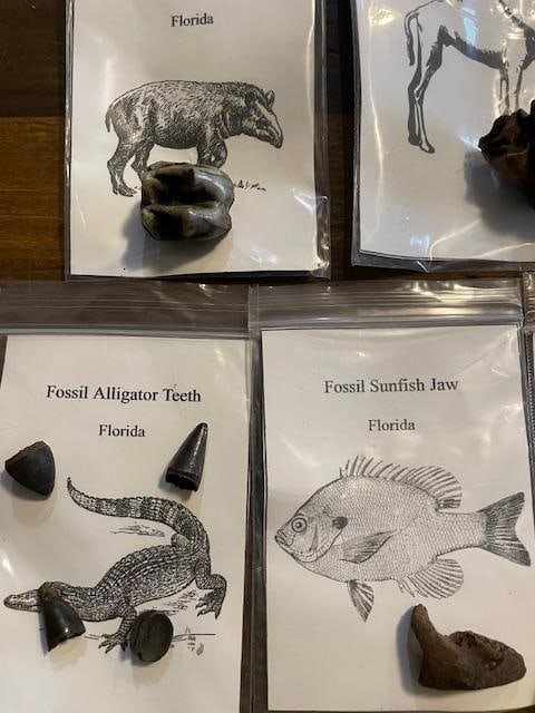 (7) Different Prehistoric Fossilized Artifacts - 3