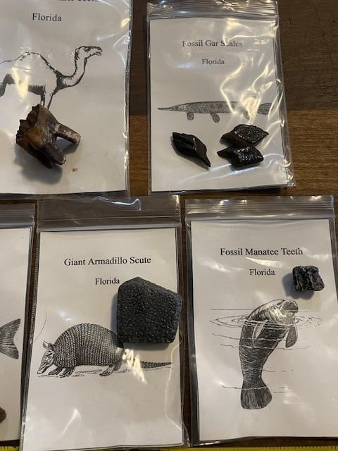 (7) Different Prehistoric Fossilized Artifacts - 4