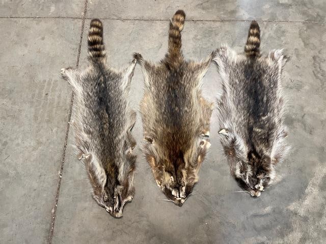 (3) *New* Soft and Tanned RACCOON Hides or RACCOON Skins: 3 *New* Soft and Tanned RACCOON Hides or RACCOON Skins. They measure 32", 35", and 36" Long. Great for frontier "Davy Crockett" Decor. TAXIDERMY HIDES 