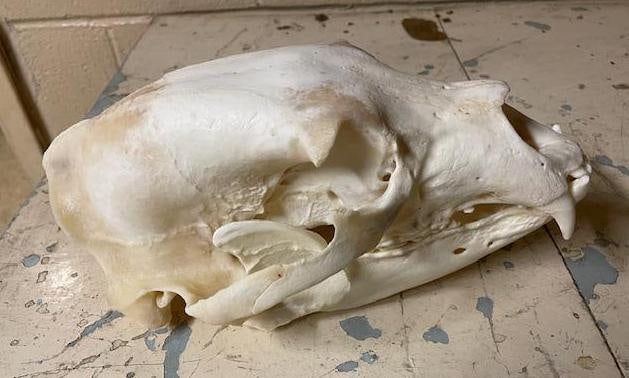 Big BLACK BEAR Skull with All its Teeth: Big BLACK BEAR Skull with All its Teeth. It measures 11.25" Long x 6.75" Wide. There is damage to one side. TAXIDERMY SKULLS 