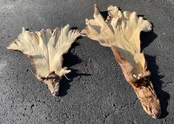 (2) Dry and Tanned Capes. (1) ELK Cape and (1) WHITETAIL DEER Cape: 2 Dry and Tanned Capes ready for Taxidermy! 1 ELK Cape that measures 8" from the nose to the eye and 13" Wide at the Neck right behind the eye. and 1 WHITETAIL DEER Cape that measures 5.5' from