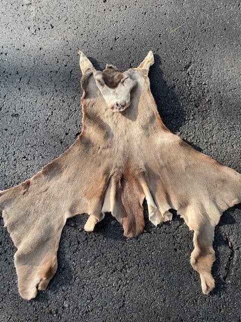 Dry and Tanned MULE DEER Cape ready for Taxidermy (1 of 4)