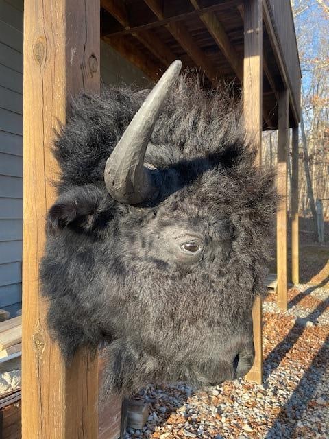 *New* Big BUFFALO or BISON Head Mount (1 of 6)