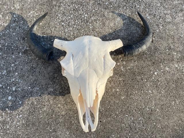 *New* Big BUFFALO or BISON Skull with Removable Reproduction Horns: *New* BUFFALO or BISON Skull with Removable Reproduction Horns. It measures 19" Long x 11" Wide (across the eyes) and has a 21" Spread. He will look amazing in a hunting lodge, log cabin, or your livi