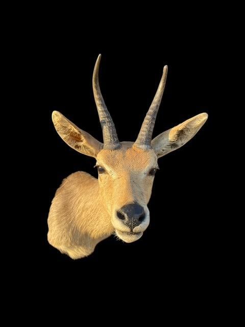 *Trophy Size* AFRICAN MOUNTAIN REEDBUCK Shoulder Mount (1 of 4)