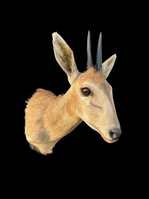 *Trophy Size* AFRICAN BUSH DUIKER Shoulder Mount: *Trophy Size* AFRICAN BUSH DUIKER Shoulder Mount. The Horns measure 4.5" and 4.25" Long. The Total Mount measures 16" Tall x 13" Depth (from the wall). Excellent Safari Taxidermy! TAXIDERMY 