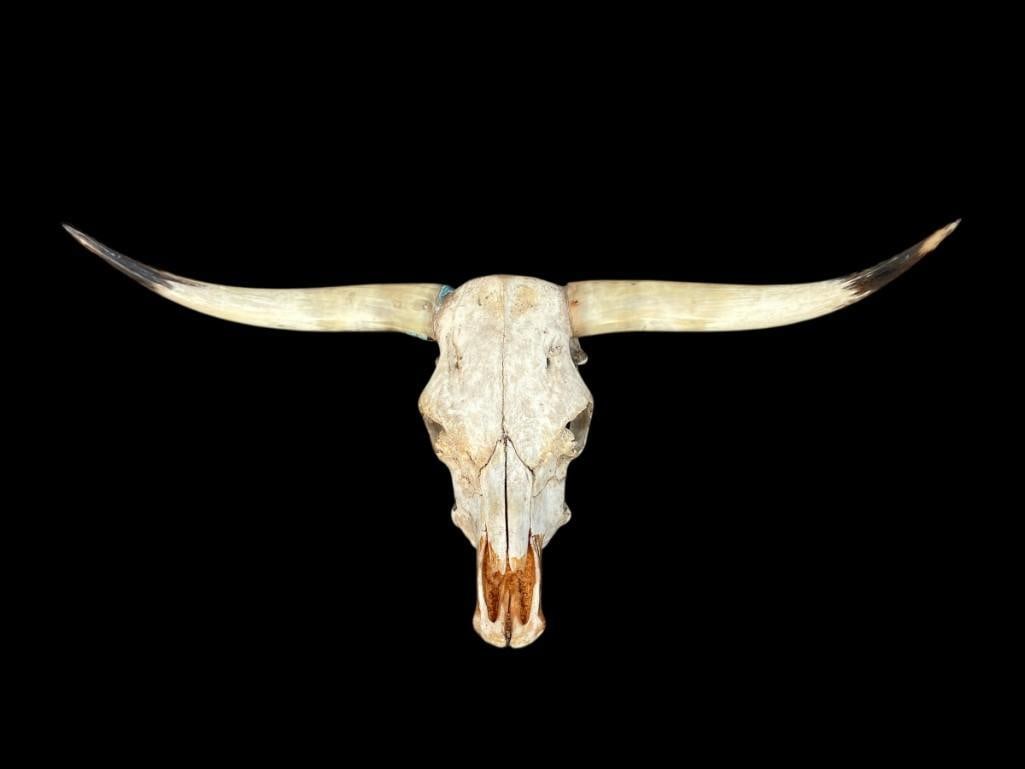Big TEXAS LONGHORN Skull: Big TEXAS LONGHORN Skull with a 44" Spread from tip to tip. The Skull measures 21" Long and there is No Hole or Punch-hole from when it was Taken. Awesome Western Decor! TAXIDERMY SKULLS 