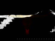 Big TEXAS LONGHORN Skull: Big TEXAS LONGHORN Skull with a 44" Spread from tip to tip. The Skull measures 21" Long and there is No Hole or Punch-hole from when it was Taken. Awesome Western Decor! TAXIDERMY SKULLS