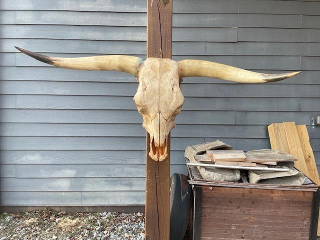 Big TEXAS LONGHORN Skull - 2