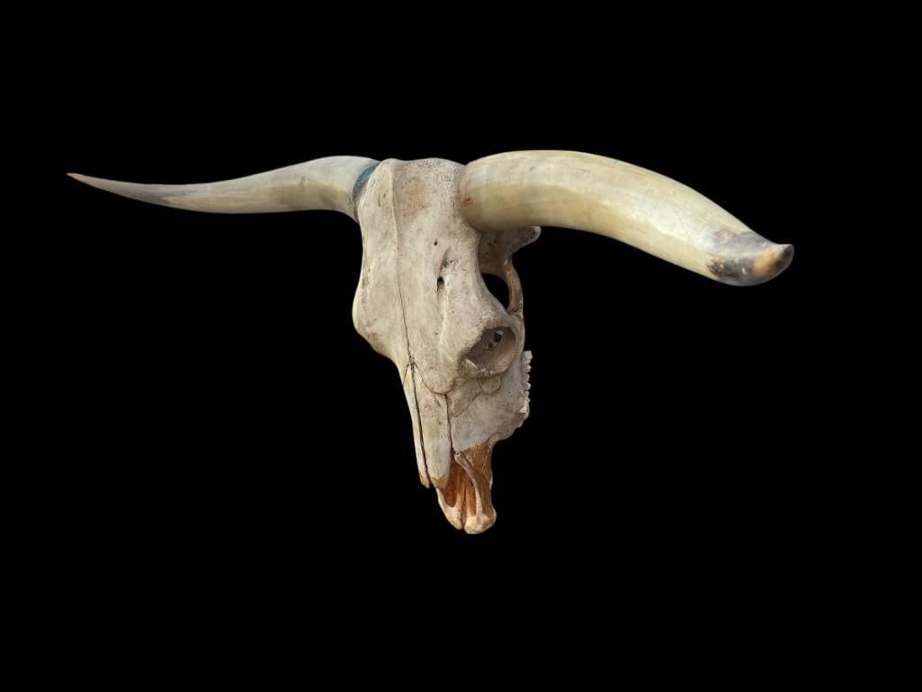 Big TEXAS LONGHORN Skull - 3