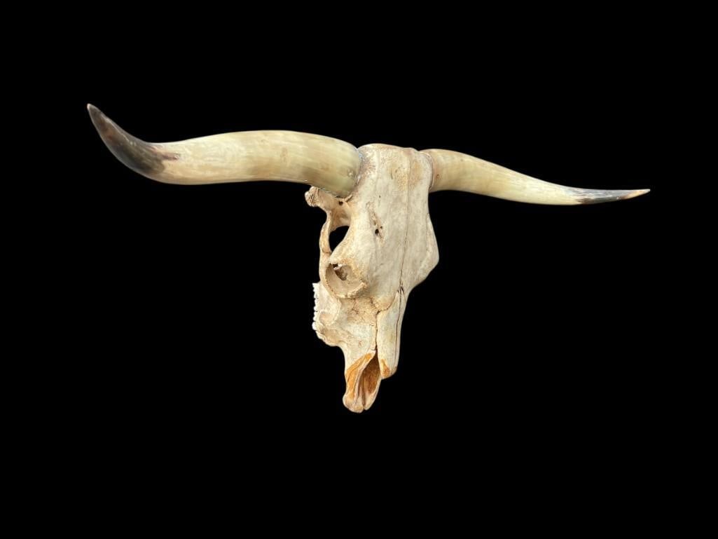 Big TEXAS LONGHORN Skull - 4