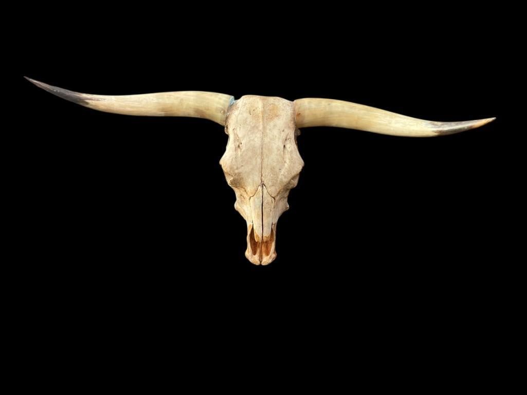 Big TEXAS LONGHORN Skull - 5
