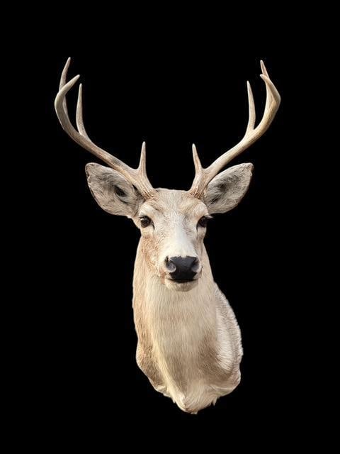 8-Point East Texas Pale Colored WHITETAIL DEER Shoulder Mount (1 of 5)