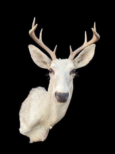 *Rarely Seen* 8-Point Arizona Pale Colored COUES DEER Shoulder Mount: *Rarely Seen* 8-Point Arizona Pale Colored COUES DEER Shoulder Mount. It has a 12" Spread and measures 28" Tall x 18" Depth (from the wall). The Coues Deer is a smaller elusive subspecies of Whitetail