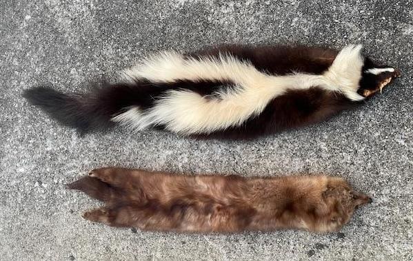 (1) Tanned North American PINE MARTEN or Sable Hide and (1) White Striped SKUNK Hide (1 of 4)